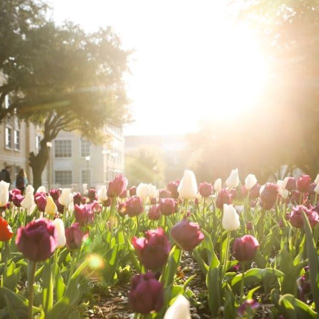 TCU Tulips