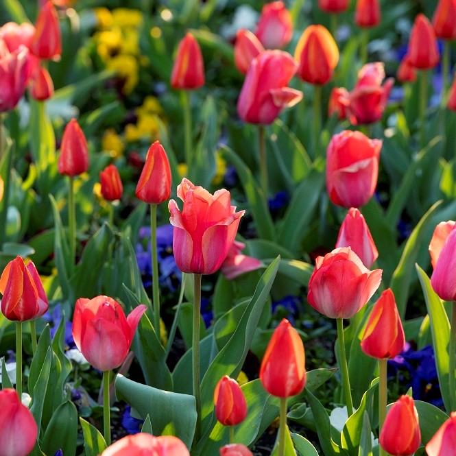 Red tulips